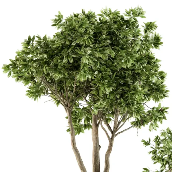 3DSky - Outdoor Plants Tree in Pot Set 94 - Image 3