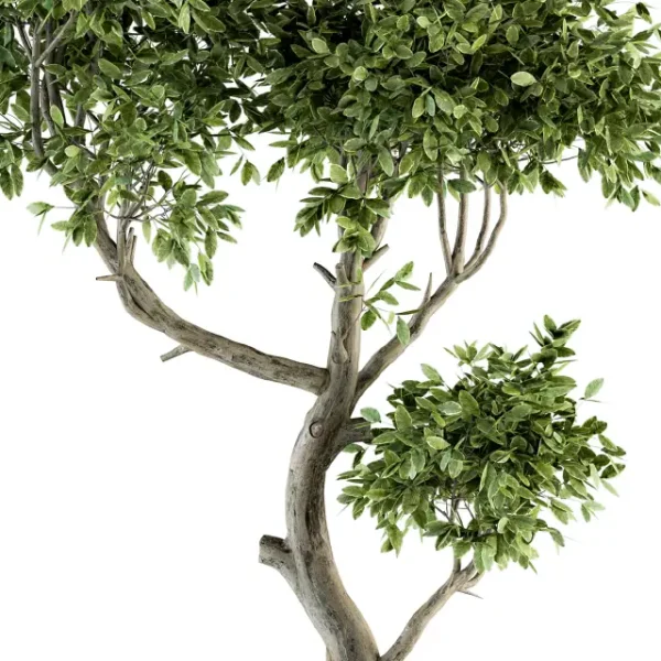 3DSky - Plant Big Bonsai Indoor Plants 110 - Image 3