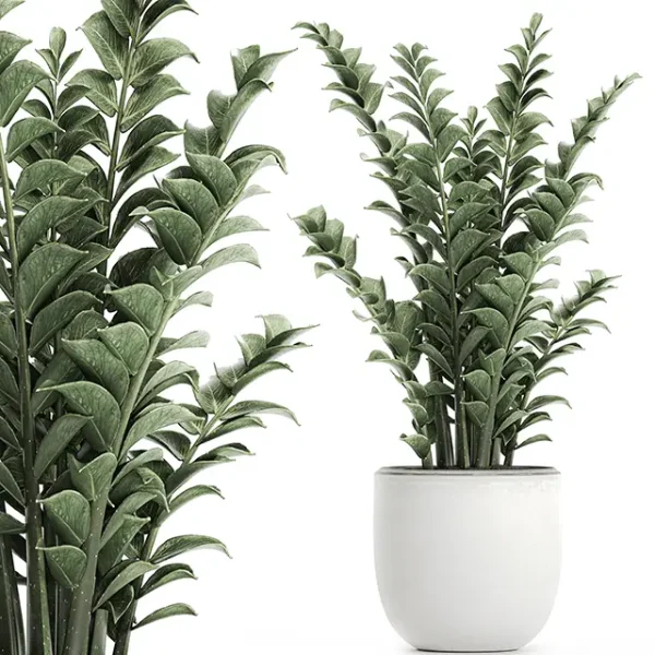 3DSky - Plant Zamioculcas 616