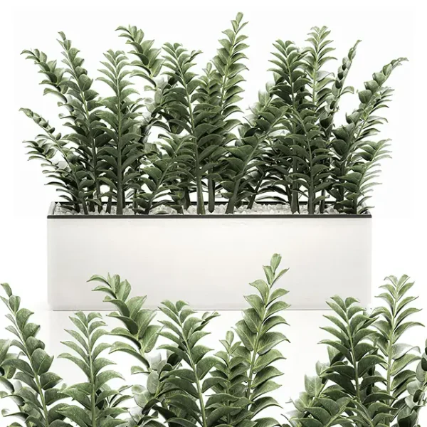 3DSky - Zamioculcas Plants 535