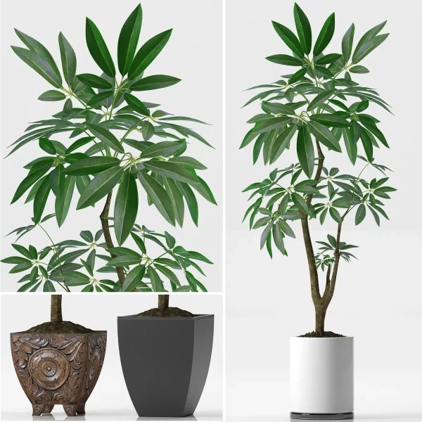 3DSky - EVA PACHIRA AQUATICA PLANT 37