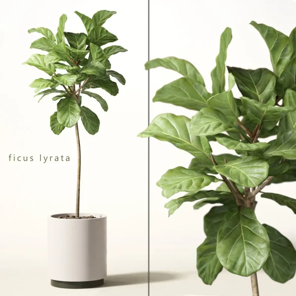 3DSky - Ficus Lyrata