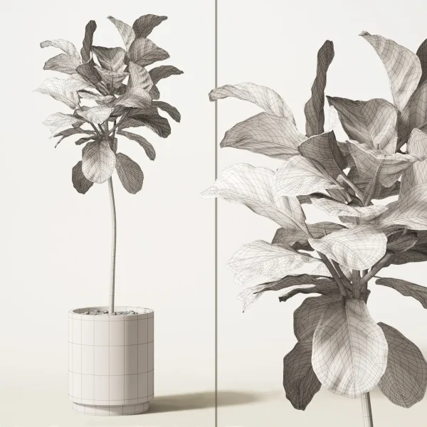 3DSky - Ficus Lyrata - Image 2