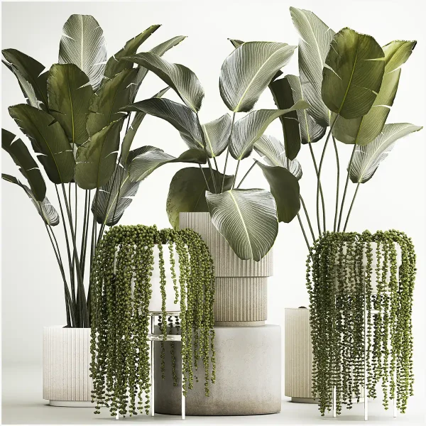 3DSky - Hanging Plants Succulents Rowley and Calathea Lutea
