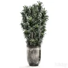 3DSky - Plant Collection 531 - Image 2