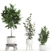 3DSky - Plant Collection 560