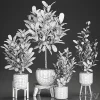 3DSky - Plant Collection 560 - Image 3
