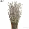 3DSky - Dry Flowers 5 Lavender - Image 2