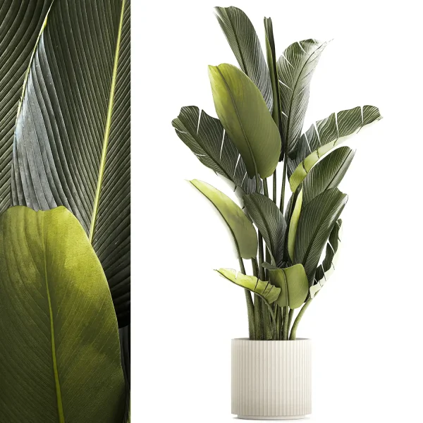 3DSky - Exotic Bush Plants in a Flower Pot Ravenala