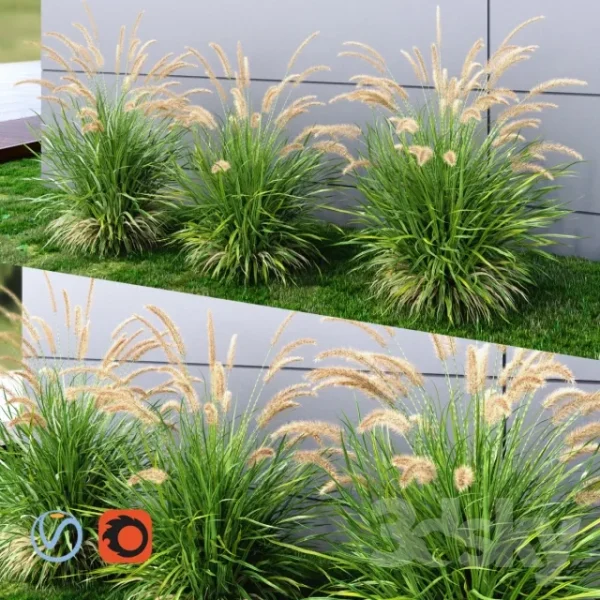 3DSky - Ornamental Grass Fountaingrass Green