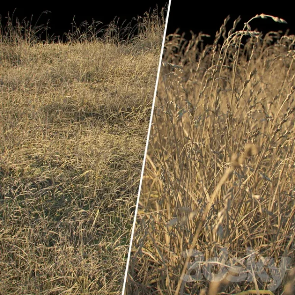 3DSky - Dry Grass 1