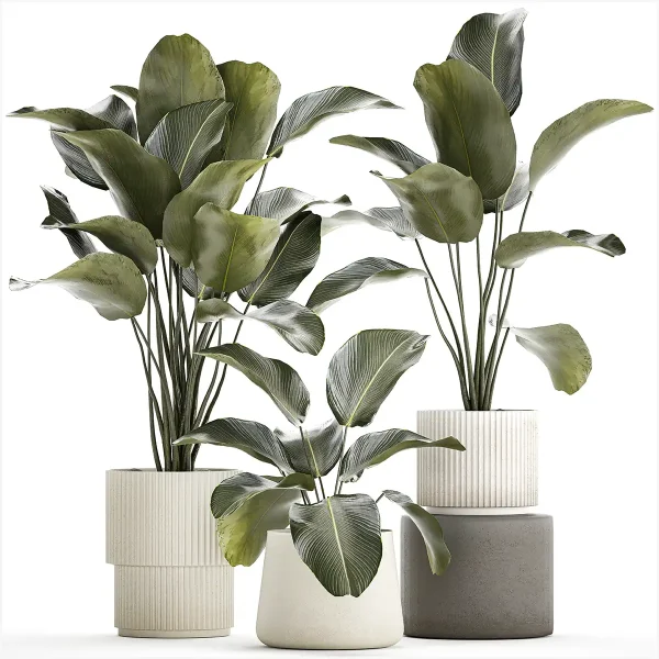 3DSky - Exotic Bush Plants in a Flower Pot Calathea Lutea