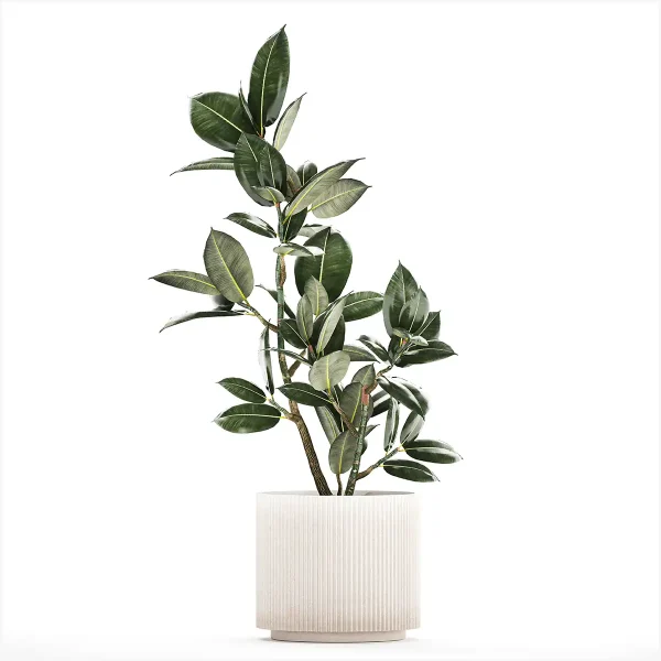 3DSky - Beautiful Small Tree in a Modern Pot Ficus Rubbery