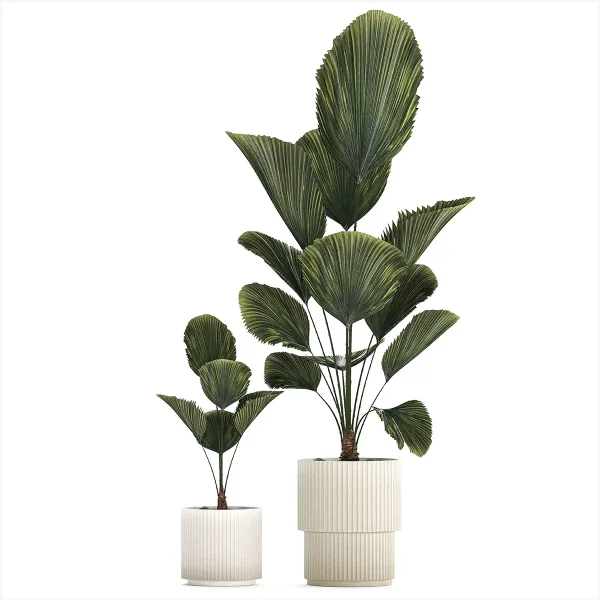 3DSky - Beautiful Shrub Small Likuala Palm Tree
