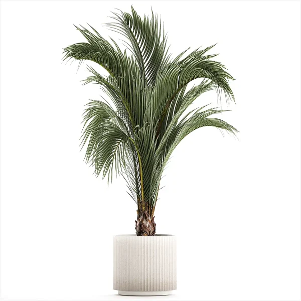 3DSky - A Beautiful Indoor Palm Tree in a Modern Areca Pot
