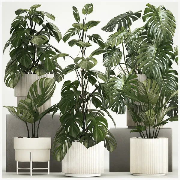 3DSky - A Beautiful iInterior Potted Plant is a Decorative Monstera Bush