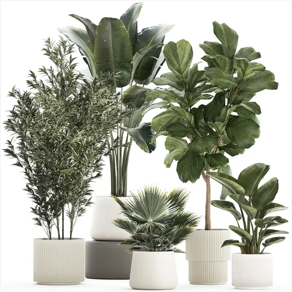 3DSky - Banana Palm and Ficus Lyrata in a Pot