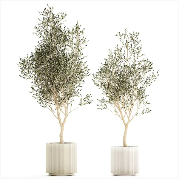 3DSky - Beautiful Small Ornamental Olive Trees in a Modern Pot