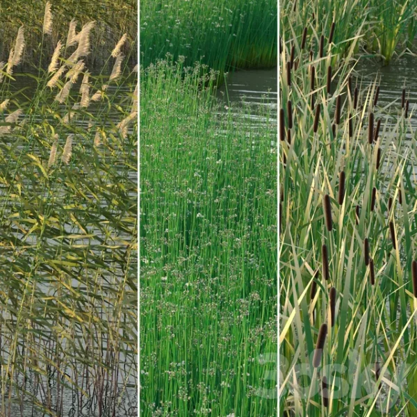 3DSky - Aquatic Plants