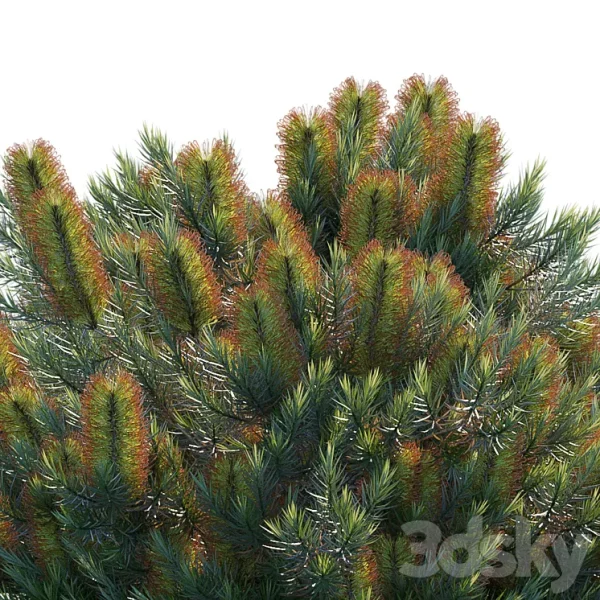 3DSky - Banksia Spinulosa - Image 3