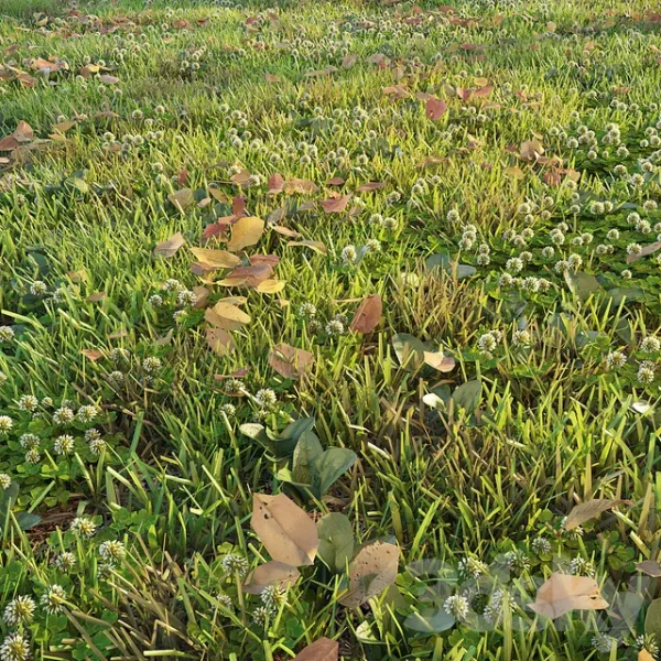 3DSky - Lawn with Clover and Dry Leaves - Image 2