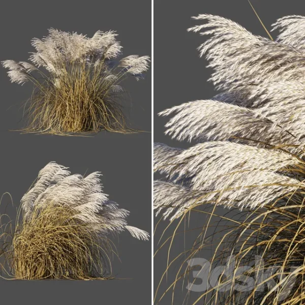 3DSky - Dry Miscanthus Chinese