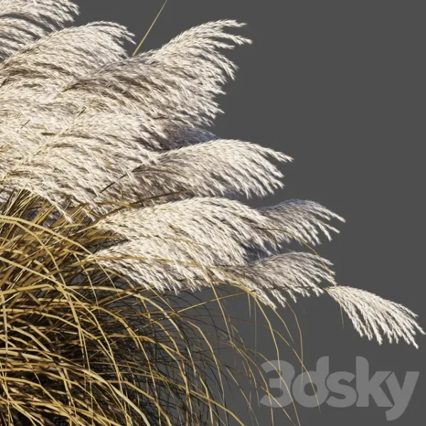 3DSky - Dry Miscanthus Chinese - Image 2