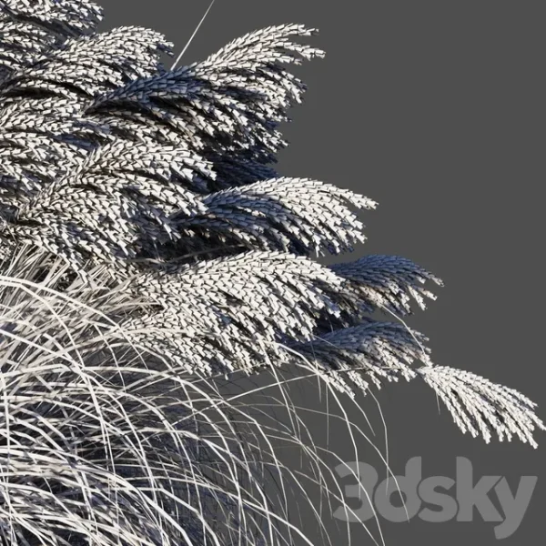 3DSky - Dry Miscanthus Chinese - Image 3