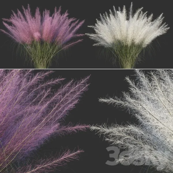 3DSky - Muhlenberg Hairy