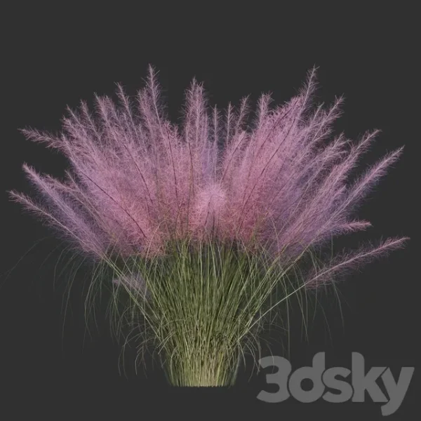 3DSky - Muhlenberg Hairy - Image 2