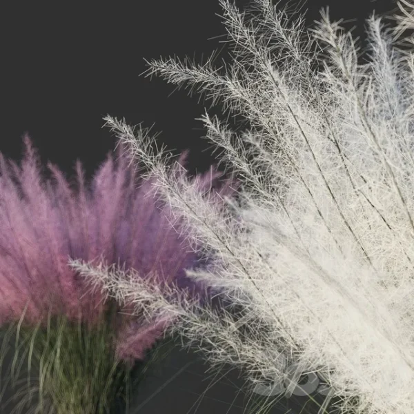 3DSky - Muhlenberg Hairy - Image 3
