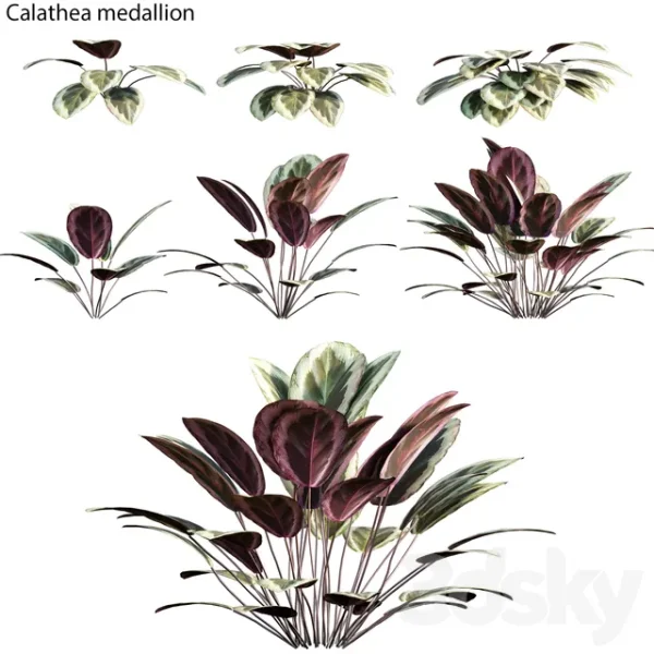 3DSky - Calathea Medallion 01