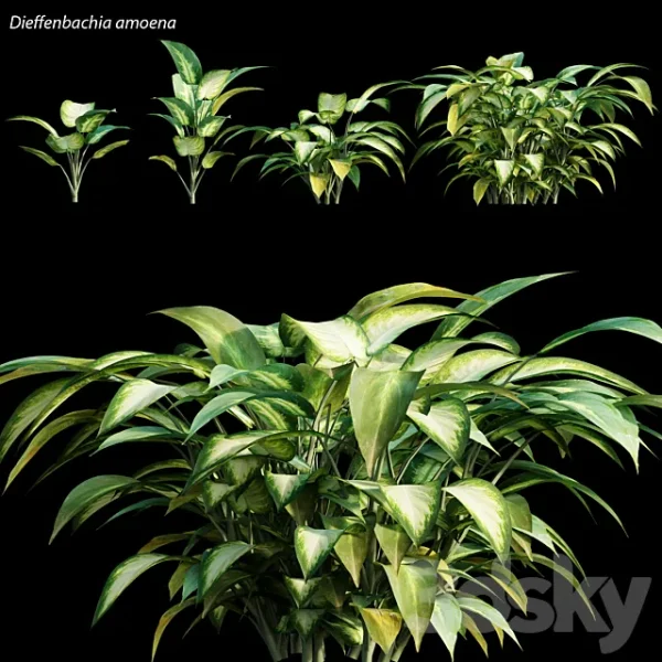 3DSky - Dieffenbachia Amoena