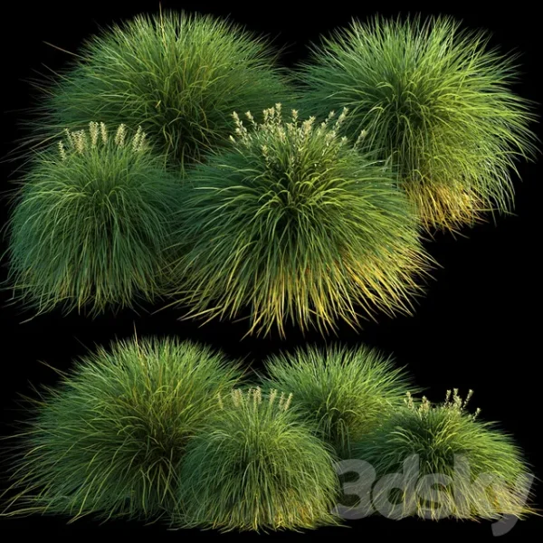 3DSky - Miscanthus