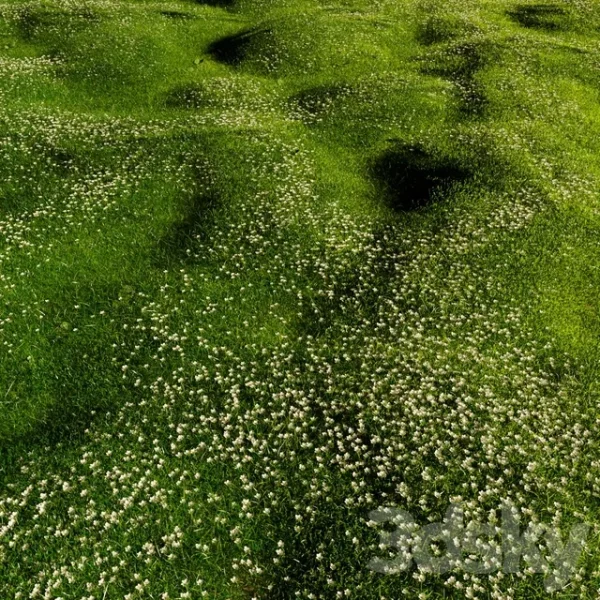 3DSky - Bryozo Lawn