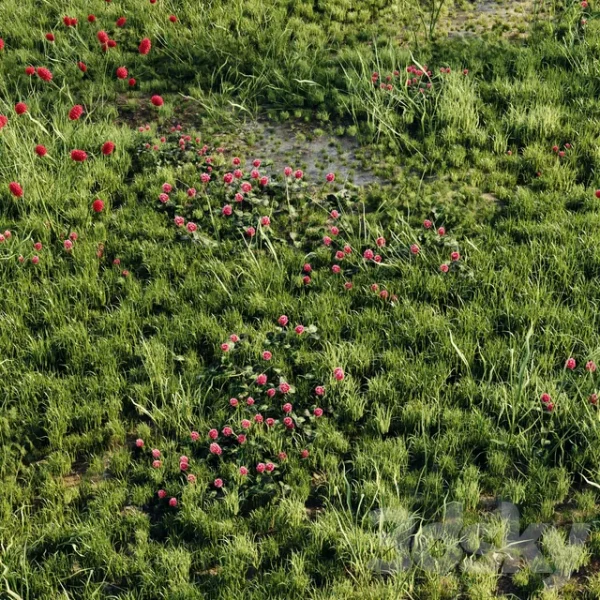 3DSky - Meadow Grass 2 - Image 2
