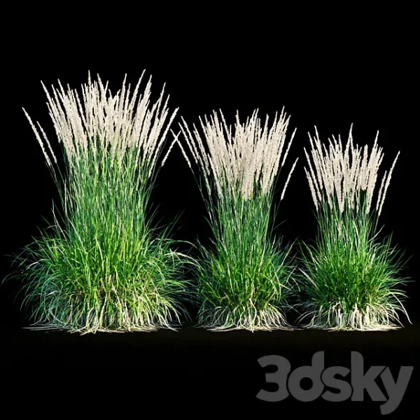 3DSky - Feather Reed Grass