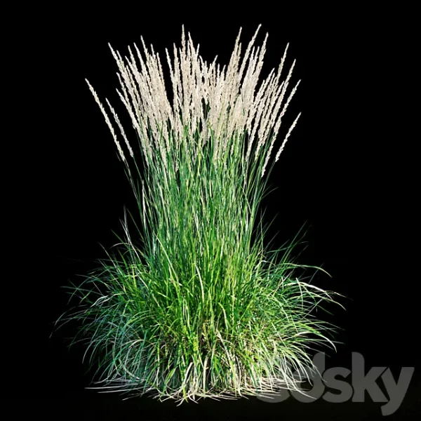 3DSky - Feather Reed Grass - Image 2
