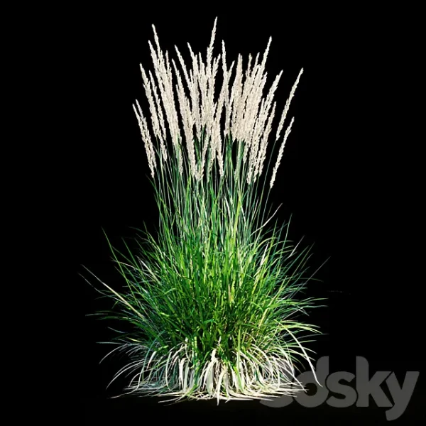 3DSky - Feather Reed Grass - Image 3