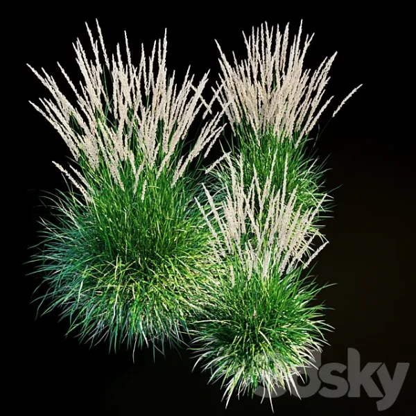 3DSky - Feather Reed Grass - Image 4