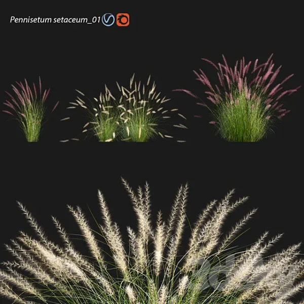 3DSky - Pennisetum Setaceum 01