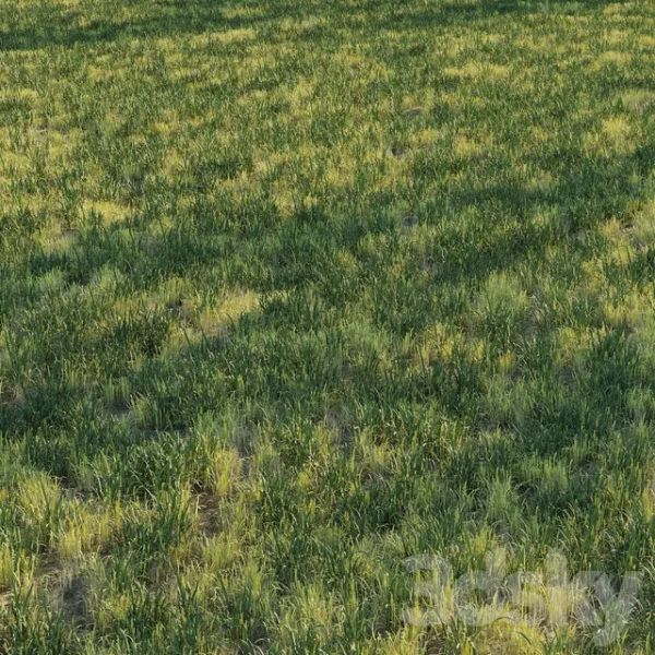 3DSky - Uncut Forest Grass Collection 03