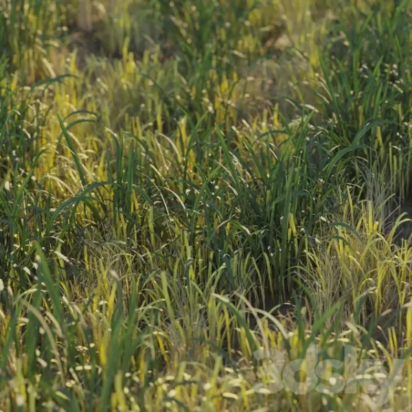 3DSky - Uncut Forest Grass Collection 03 - Image 2