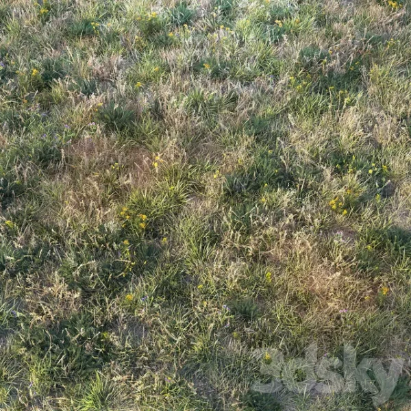 3DSky - Autumn Grass - Image 2