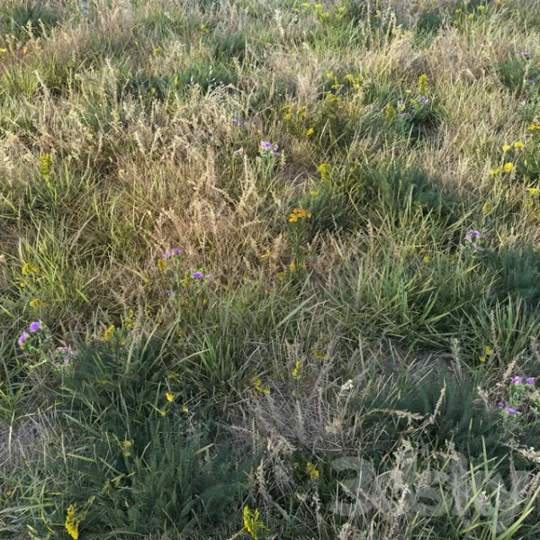3DSky - Autumn Grass - Image 3