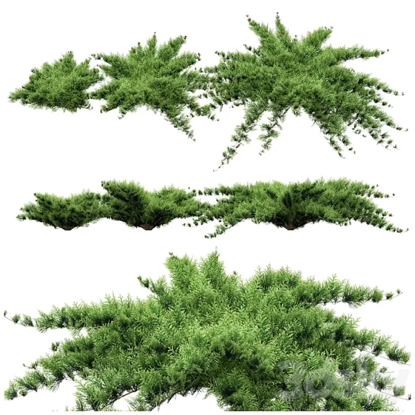 3DSky - Juniper