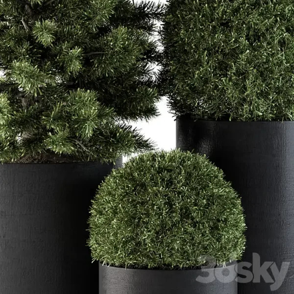 3DSky - Outdoor Plants Tree in Concrete Pot Set 110 - Image 2