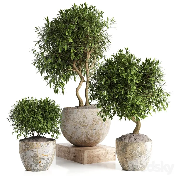 3DSky - Outdoor Plant In Concrete Pot 12