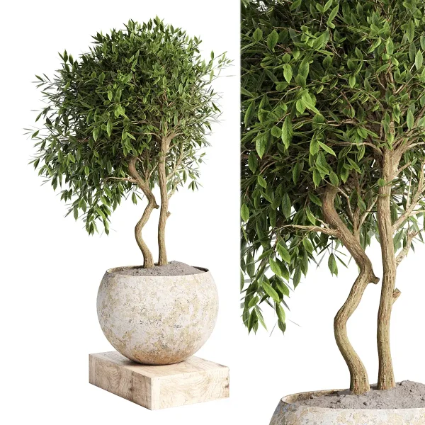 3DSky - Outdoor Plant In Concrete Pot 12 - Image 2