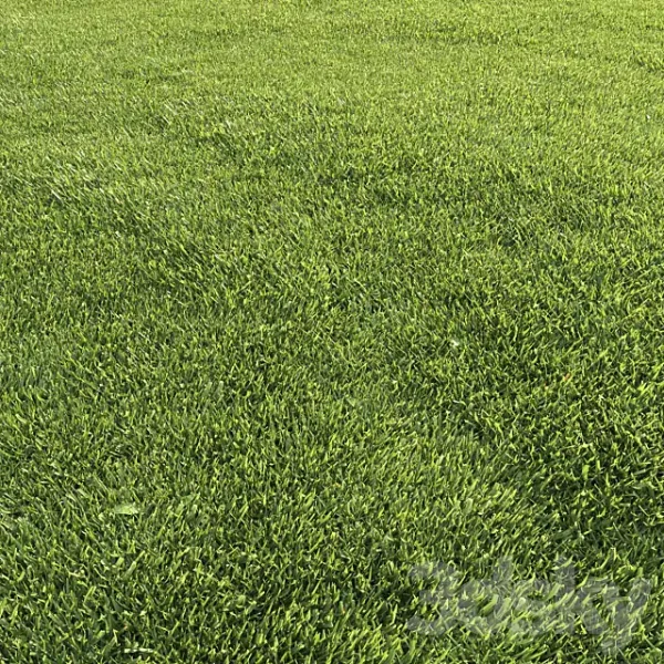3DSky - Lawn Grass 1 - Image 4